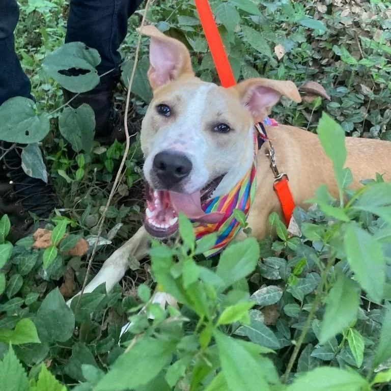 An adult large-sized male Yellow / Tan / Blond / Fawn Labrador Retriever dog named Braswell for adoption in O'Fallon, MO