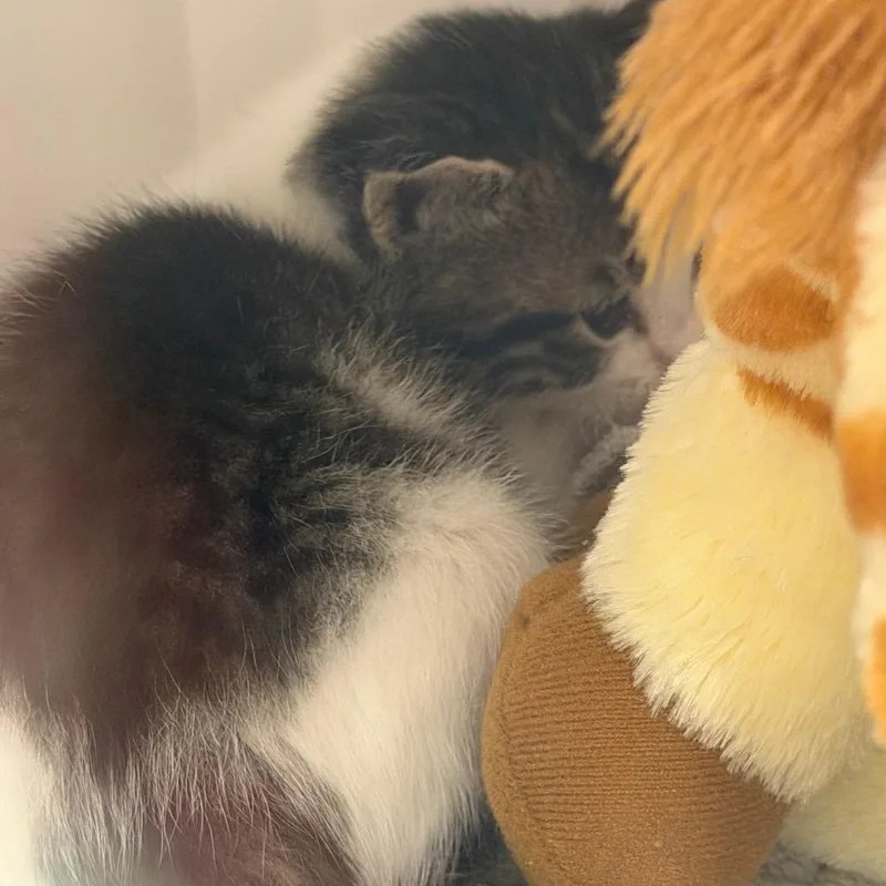 A baby small-sized male White Domestic Short Hair cat named Koa for adoption in Waukesha, WI