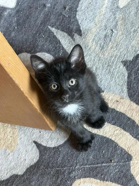 A baby small-sized female Domestic Short Hair cat named Lyra for adoption in Canton, CT