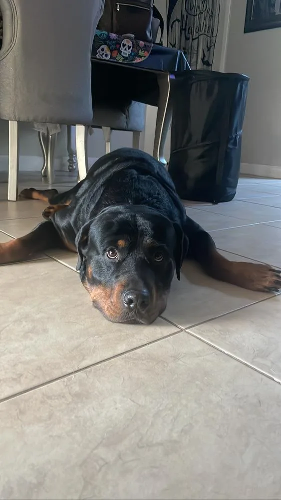An adult large-sized male Tricolor (Brown, Black, & White) Rottweiler dog named Taroth for adoption in Orlando, FL