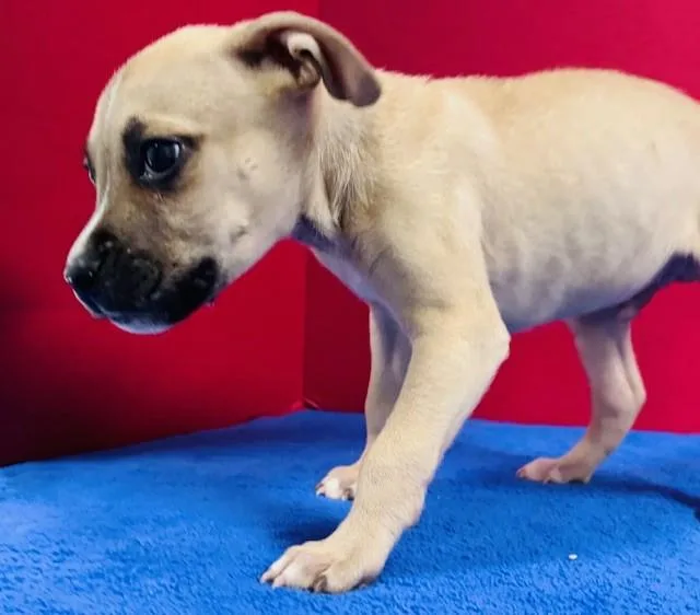 A baby medium-sized male Yellow / Tan / Blond / Fawn Mixed Breed dog named Trumpet for adoption in Hawk Point, MO