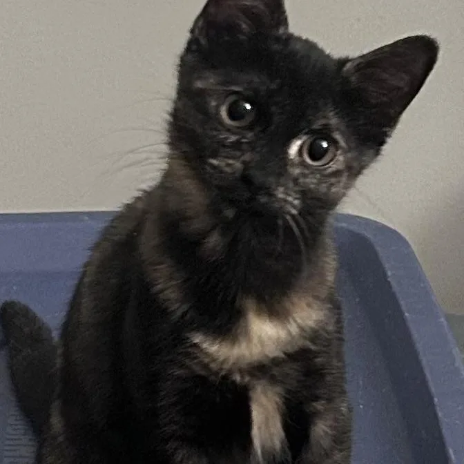 A baby medium-sized female Tortoiseshell Domestic Short Hair cat named Isabelle for adoption in Mokena, IL