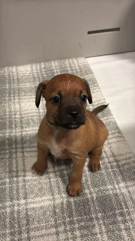 A baby small-sized male Mixed Breed dog named Eddie Rabbit for adoption in Spokane, WA