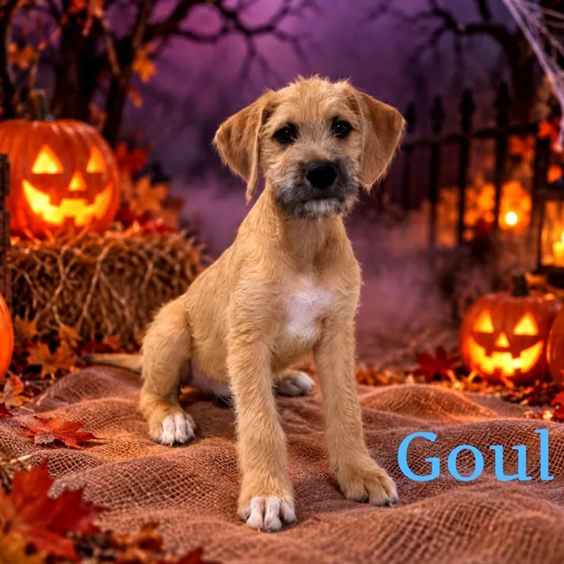 A baby medium-sized male Yellow / Tan / Blond / Fawn Mixed Breed dog named Goul for adoption in Joliet, IL
