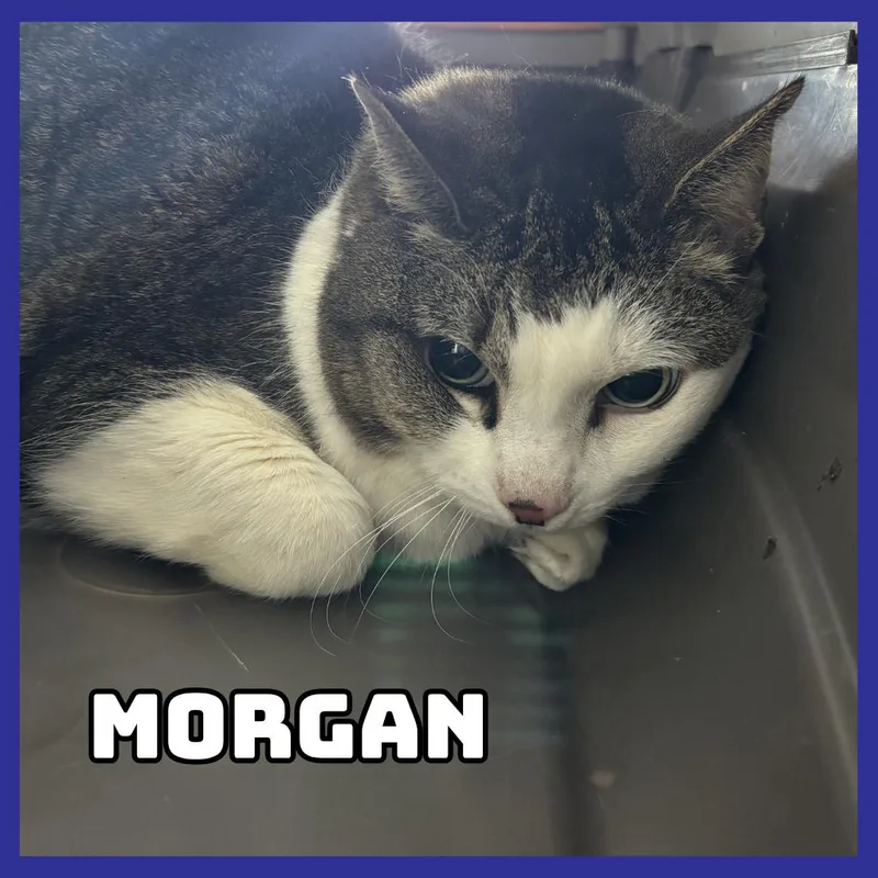 Morgan