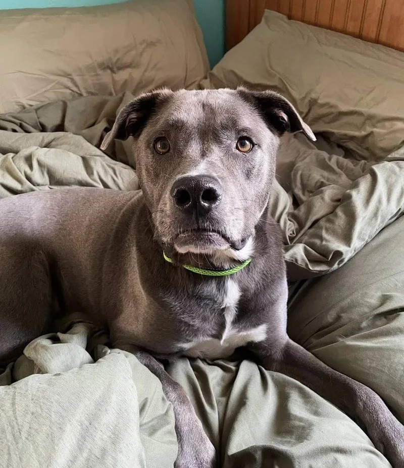 An adult large-sized male Terrier dog named Landon for adoption in Royal Palm Beach, FL