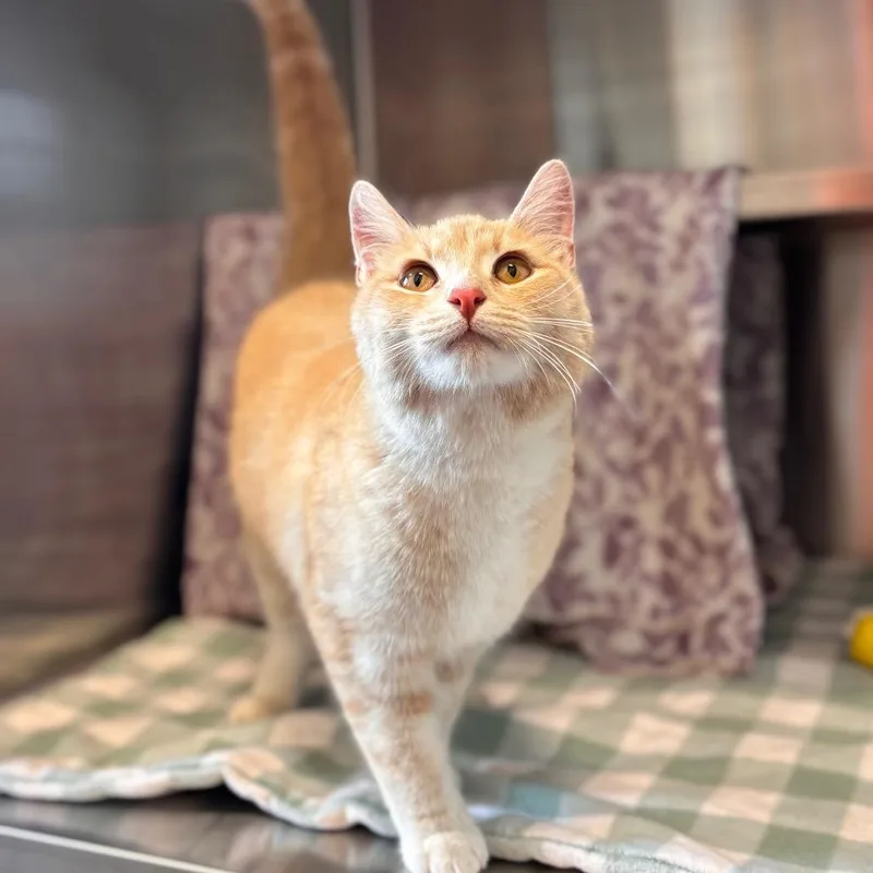 A young small-sized male Buff / Tan / Fawn Domestic Short Hair cat named Sunny for adoption in Nashville, IN