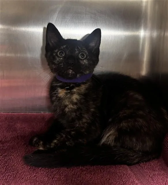 A baby small-sized female Domestic Short Hair cat named Kate for adoption in Statesville, NC