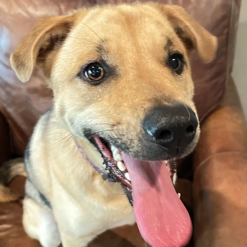 An adult medium-sized female Yellow / Tan / Blond / Fawn Mixed Breed dog named Yuki for adoption in Buffalo, MN