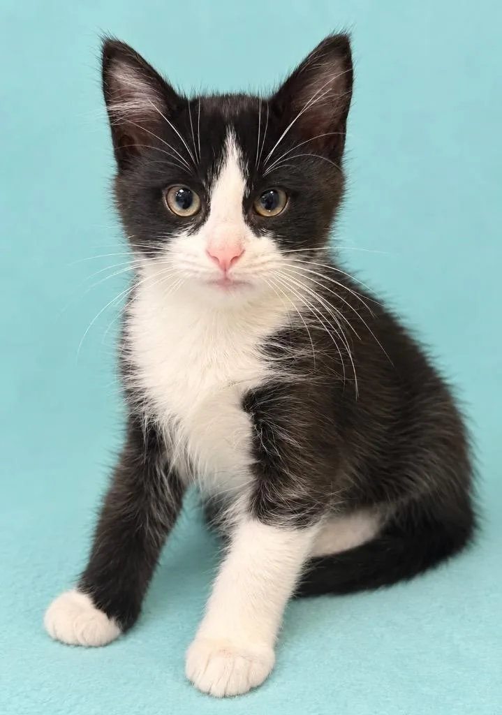 A baby small-sized male Domestic Short Hair cat named Nyx for adoption in Columbia, TN