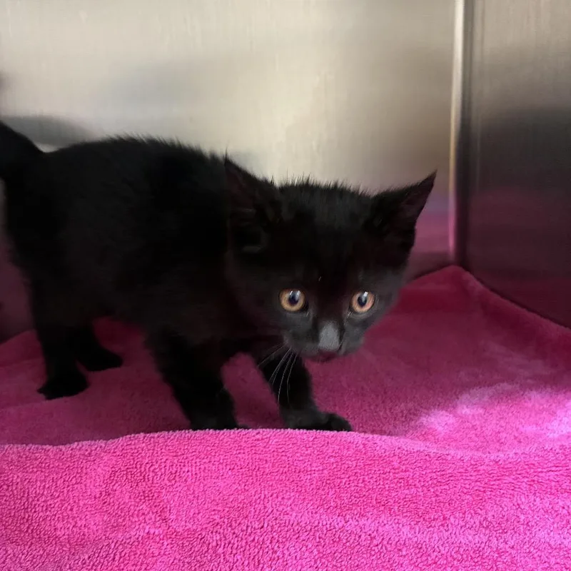 A baby small-sized female Black American Shorthair cat named Trinity for adoption in Danville, KY