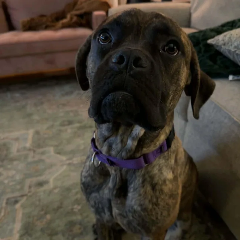 A baby large-sized female Brindle Mastiff dog named Ember for adoption in Brockport, NY