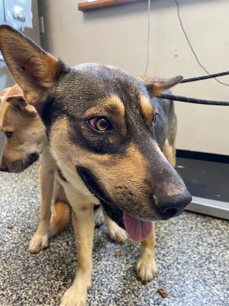 A young medium-sized male Mixed Breed dog named Boo for adoption in Columbia, TN