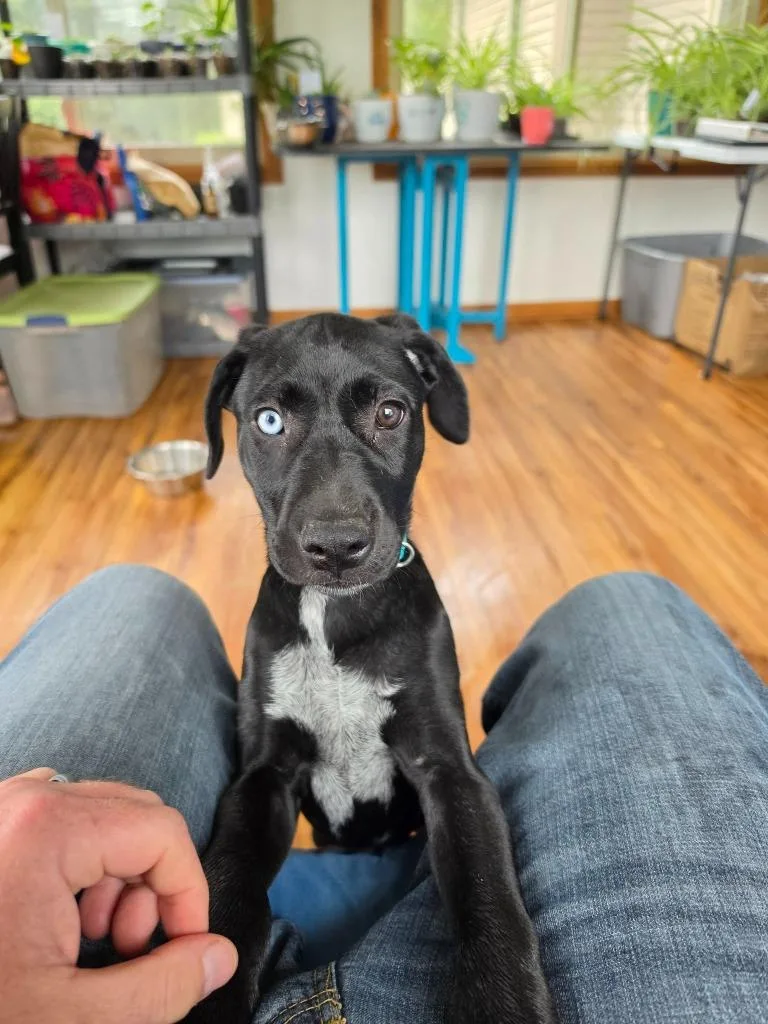 A baby medium-sized female Labrador Retriever dog named Suzie Teal for adoption in Charlotte, MI