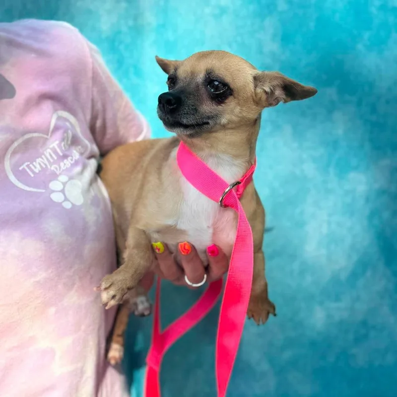 An adult small-sized female White / Cream Chihuahua dog named Amelia for adoption in St. Charles, IL