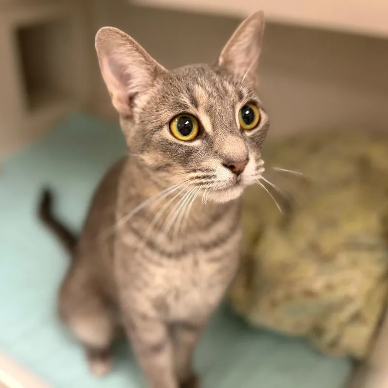 A young medium-sized female Gray / Blue / Silver Domestic Short Hair cat named Hester for adoption in Sarasota, FL