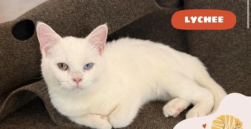 A baby small-sized female White Domestic Short Hair cat named Lychee for adoption in Long Island City, NY