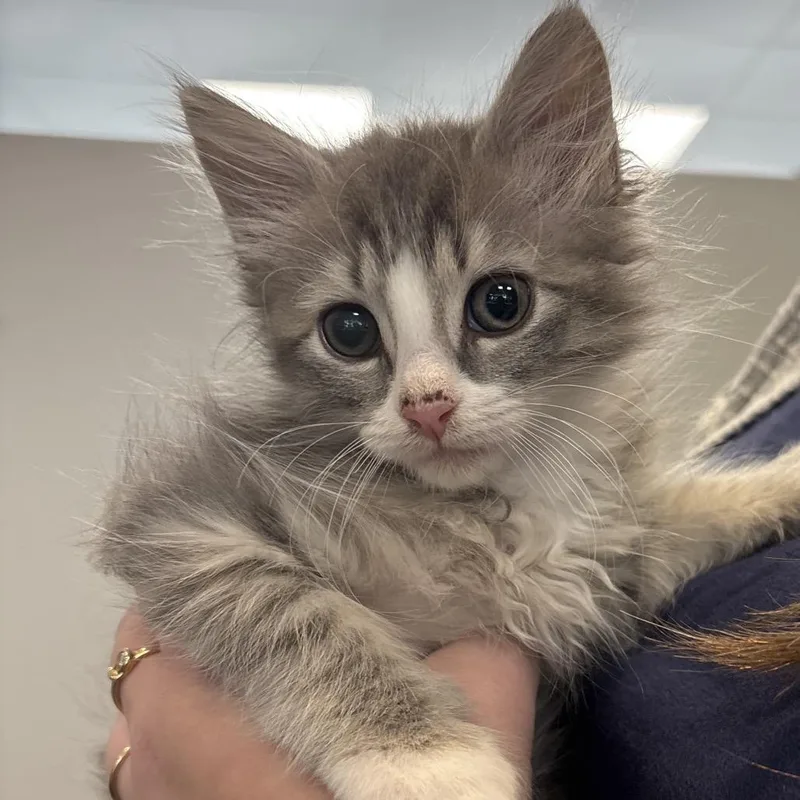 A baby small-sized female Domestic Short Hair cat named Juicy Juice for adoption in Allentown, PA