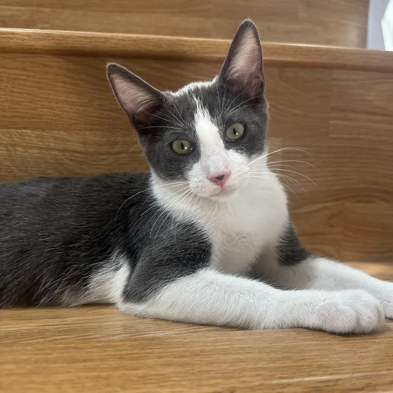 A baby small-sized female Gray / Blue / Silver Domestic Short Hair cat named Aurora for adoption in Long Beach, CA
