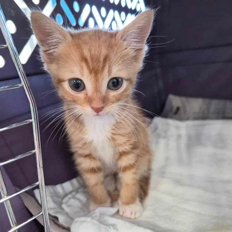A baby small-sized male Orange / Red Domestic Short Hair cat named Shawn for adoption in Montgomery, AL