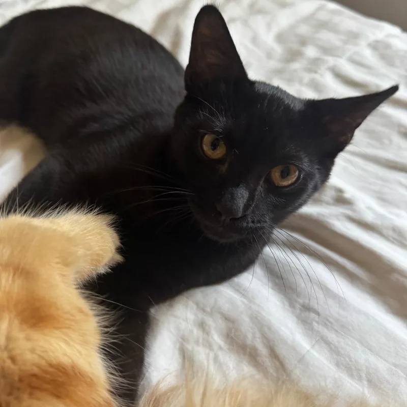 A young small-sized male Black Domestic Short Hair cat named Rudy for adoption in Los Angeles, CA