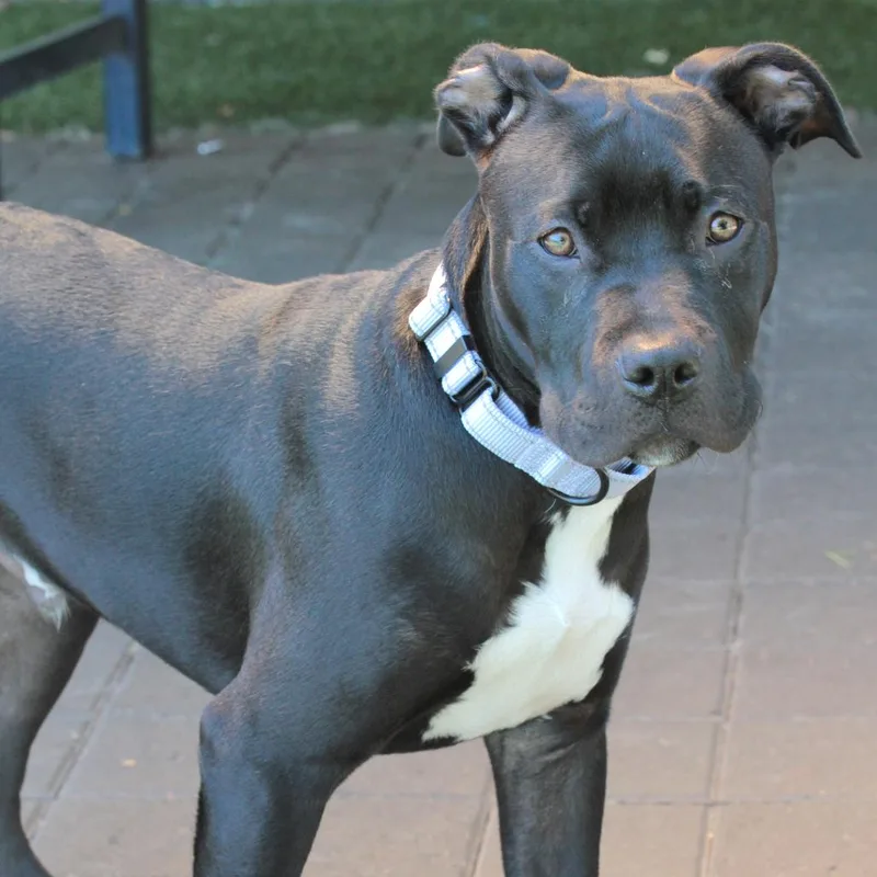 A baby large-sized male Black Mixed Breed dog named Poundcake for adoption in San Francisco, CA