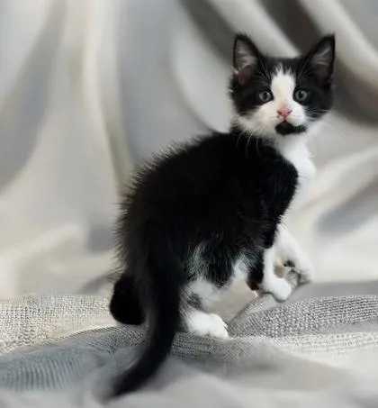 A baby small-sized female Domestic Short Hair cat named Wishbone for adoption in Cumming, GA