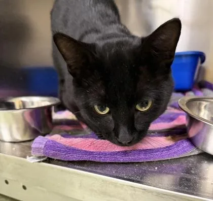 A young medium-sized male Black Domestic Short Hair cat named Felix for adoption in Dubuque, IA