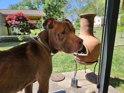 An adult large-sized male Brown / Chocolate Pit Bull Terrier dog named Robinhood for adoption in Kansas City, MO