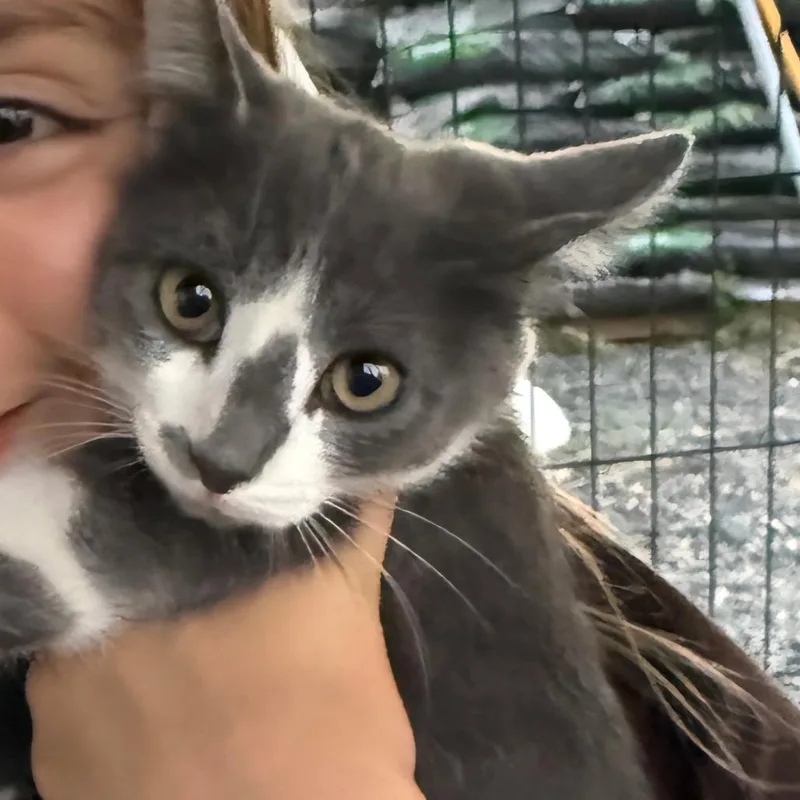 A baby small-sized female Gray / Blue / Silver Domestic Short Hair cat named Raya for adoption in Othello, WA