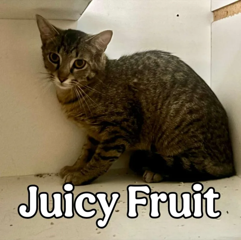 A baby small-sized female Domestic Short Hair cat named Juicy Fruit for adoption in Hillsboro, OH