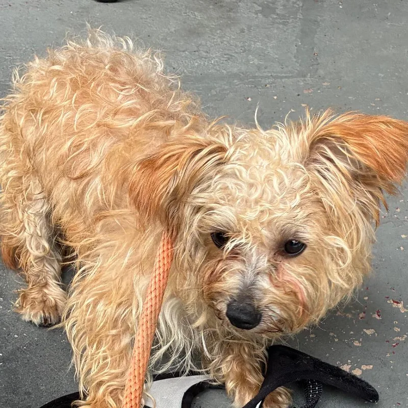 An adult small-sized male Brown / Chocolate Mixed Breed dog named Nacho for adoption in Philadelphia, PA