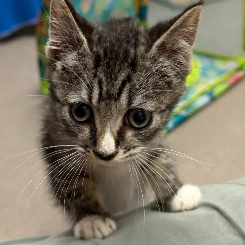 A baby small-sized male Brown / Chocolate Domestic Short Hair cat named Scott for adoption in Middlebury, VT