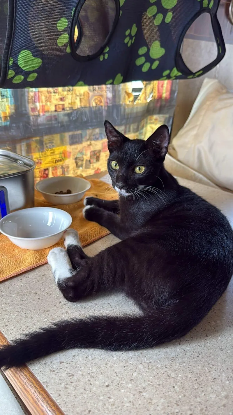 A young medium-sized male Black Tuxedo cat named DANTE  loves the for adoption in New York, NY