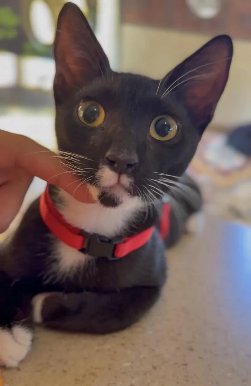 DANTE  loves the thumbnail 4
