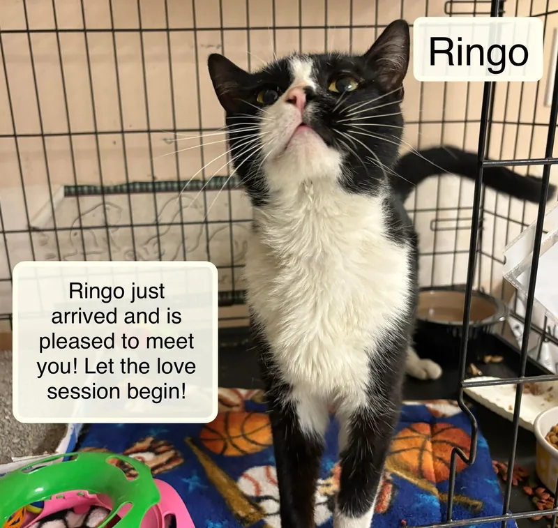 An adult medium-sized male Black & White / Tuxedo Domestic Short Hair cat named Ringo for adoption in Ellicott City, MD