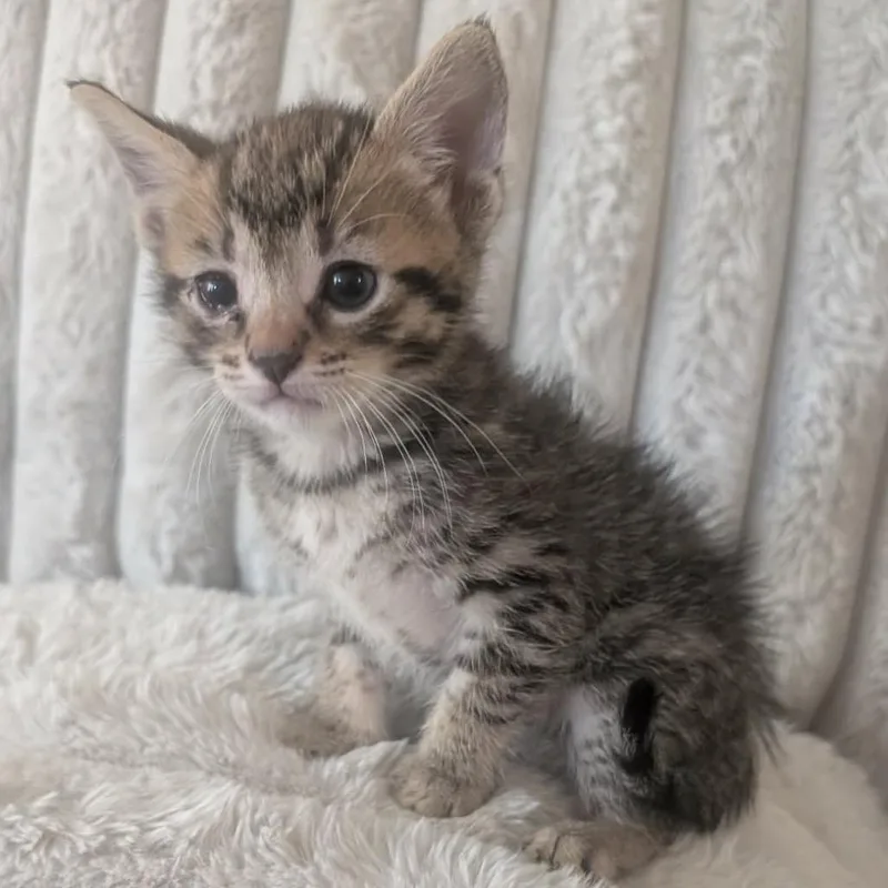 A baby small-sized male American Shorthair cat named Leo for adoption in mount vernon, AR