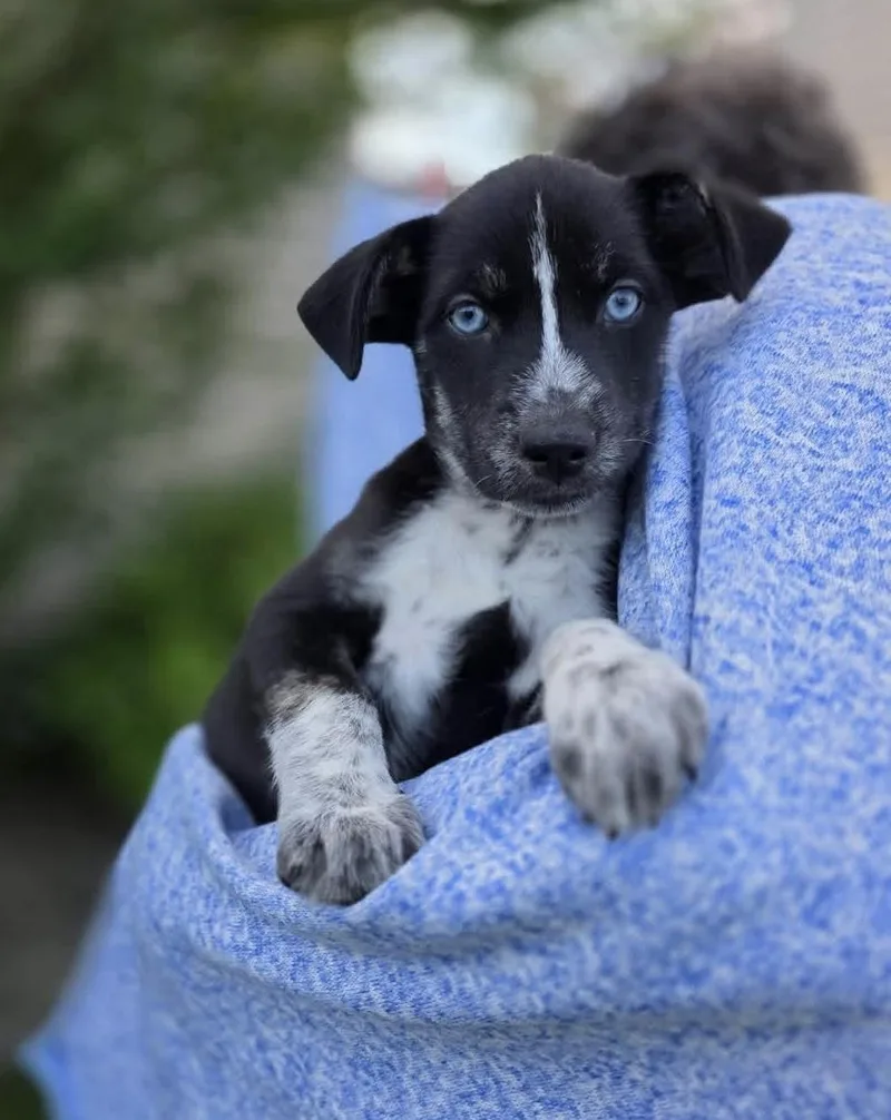 A baby medium-sized female Australian Shepherd dog named Puffin for adoption in Orland Park, IL