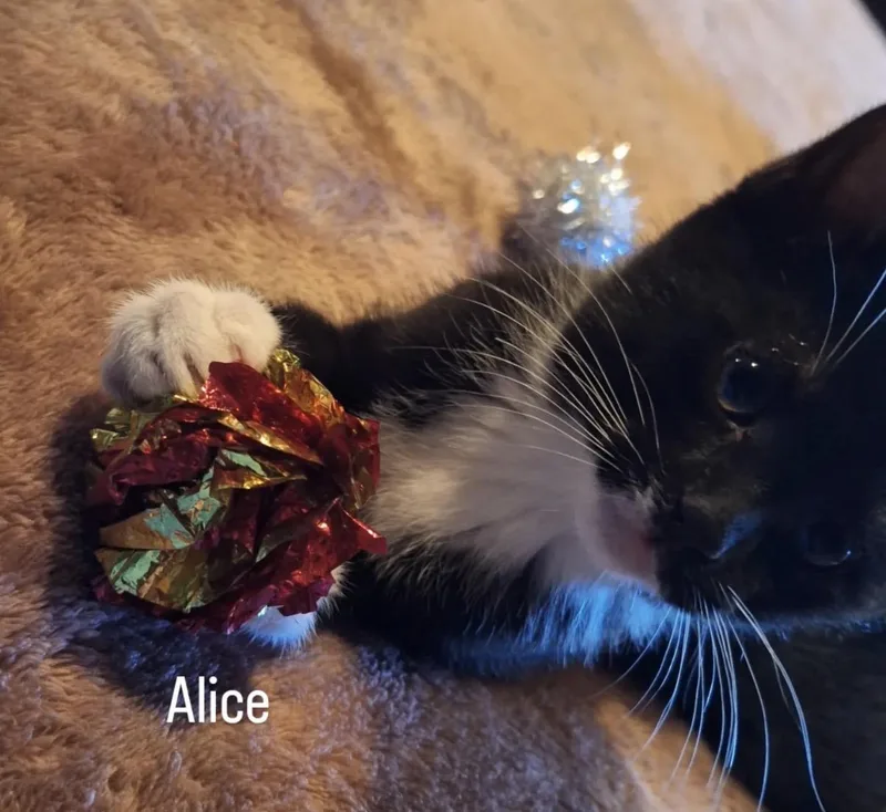 A baby medium-sized female Black & White / Tuxedo Domestic Short Hair cat named Alice for adoption in Old Bridge, NJ