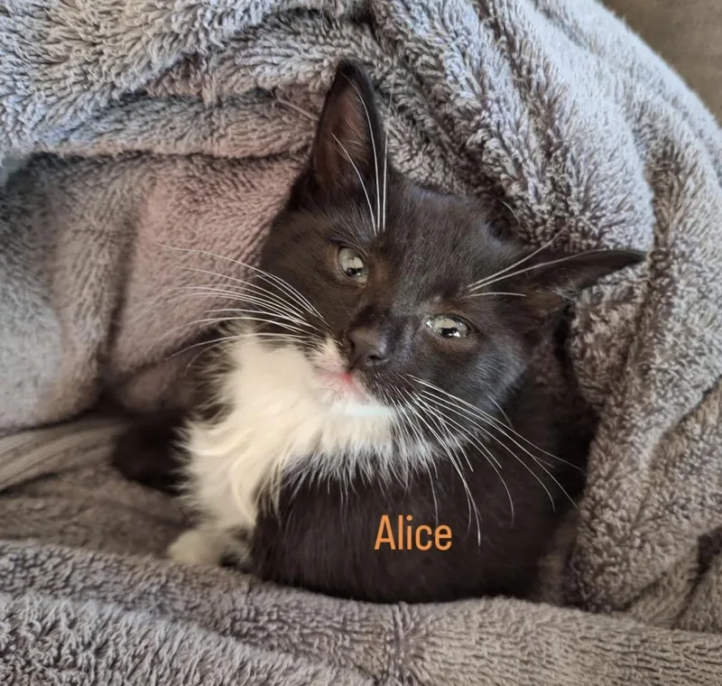 Alice thumbnail 3