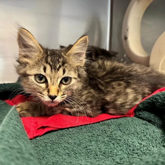 A baby small-sized male Domestic Short Hair cat named Sun for adoption in Riverside, CA
