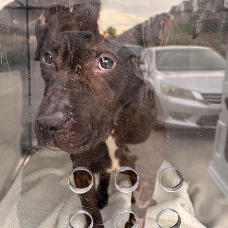 An adult medium-sized male Black Mixed Breed dog named Mr. Bubbs for adoption in Philadelphia, PA
