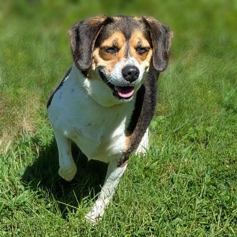 A senior medium-sized female Brown / Chocolate Beagle dog named Miss Cleo for adoption in Charlottesville, VA