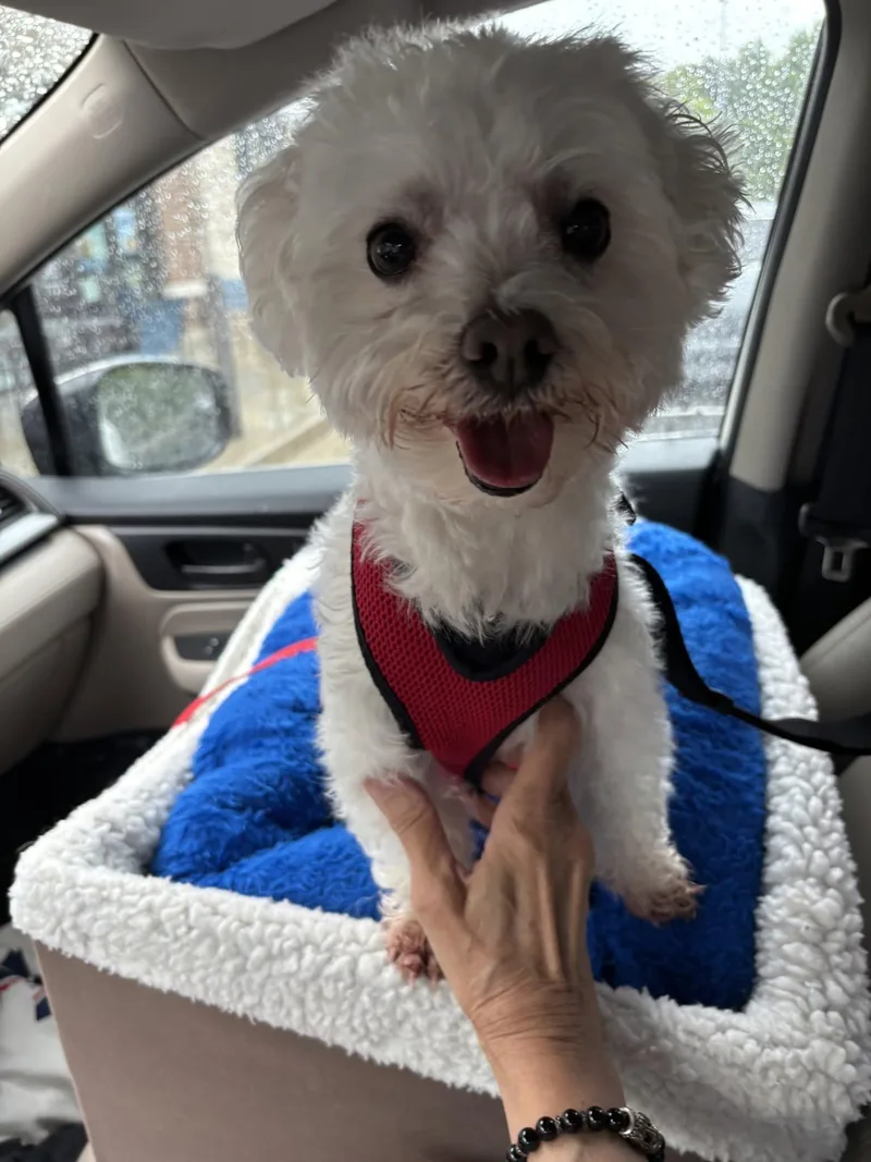 A senior small-sized female Maltese dog named Kamryn for adoption in Alpharetta, GA