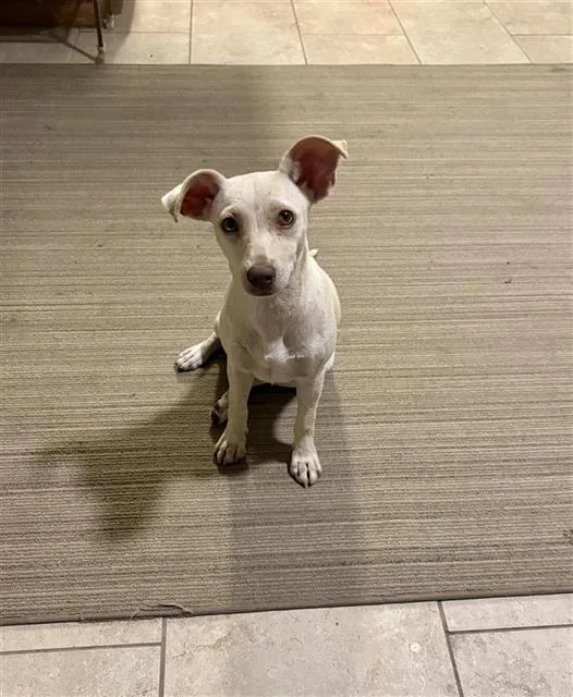 A young medium-sized female Terrier dog named Pita for adoption in San Antonio, TX