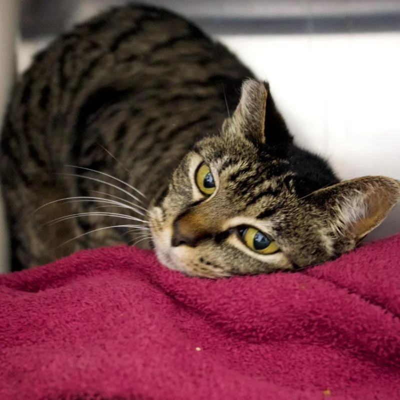 A senior medium-sized female Domestic Short Hair cat named Iris for adoption in Shoreline, WA