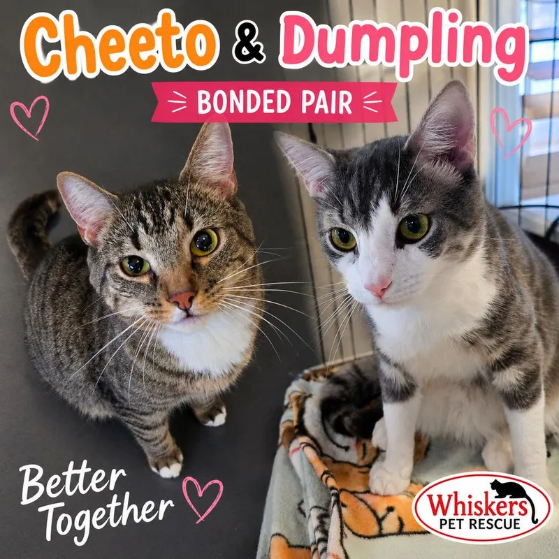 An adult medium-sized male Gray & White Domestic Short Hair cat named Dumpling for adoption in Southbury, CT