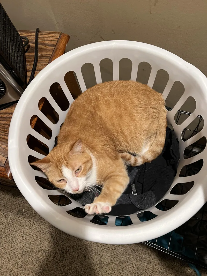 A young medium-sized female Orange & White Domestic Short Hair cat named Cinnamon for adoption in Clarksville, TN