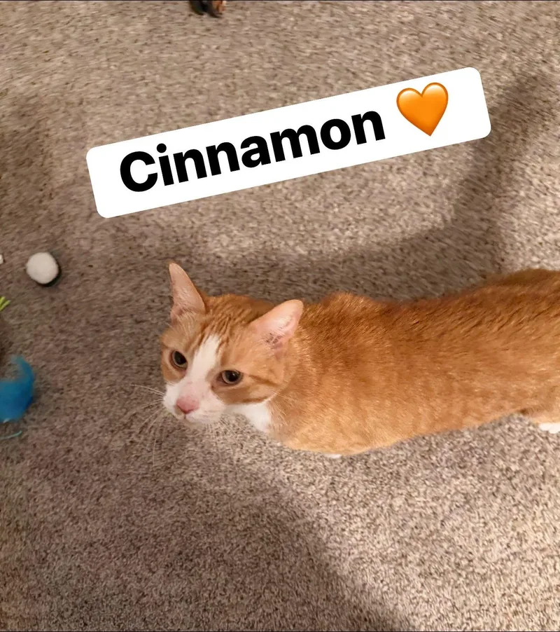 Cinnamon thumbnail 2