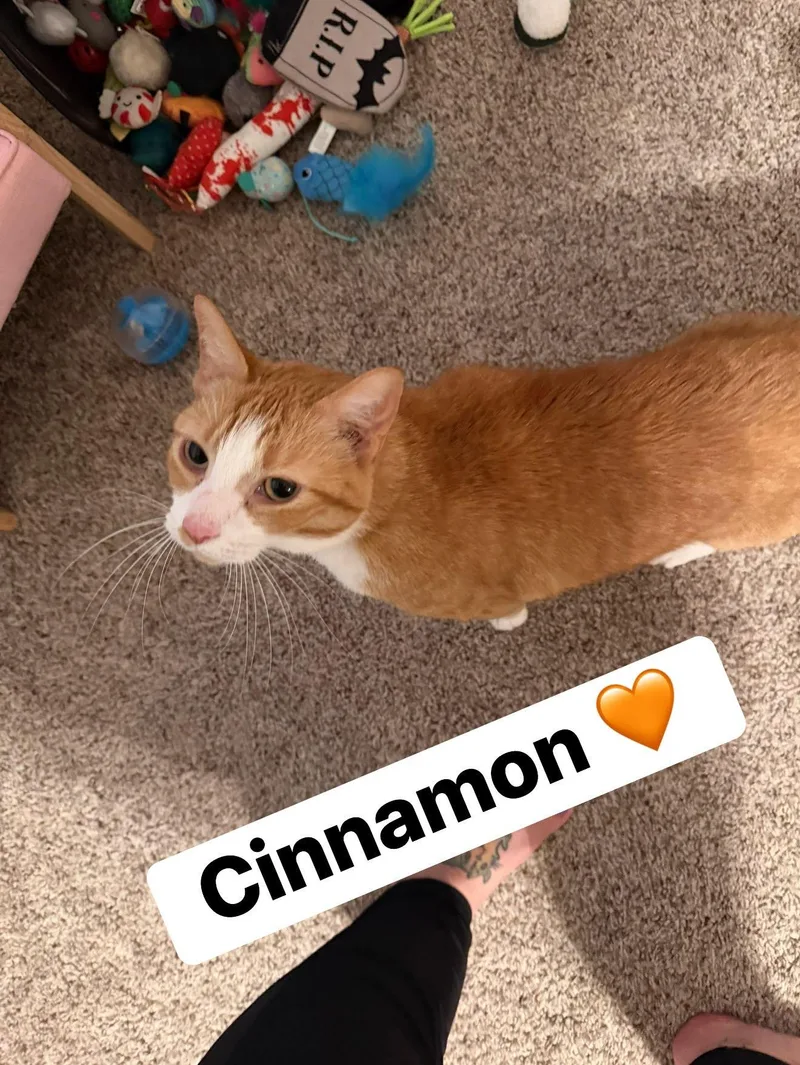 Cinnamon thumbnail 3